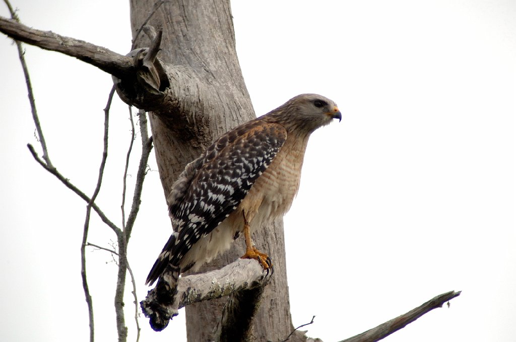 Hawk, Red-shouldered, 2010-01298084 Corkscrew Wildlife Sanctuary, FL.JPG - Red-shouldered Hawk. Corkscrew Swamp Sanctuary, FL, 1-29-2010